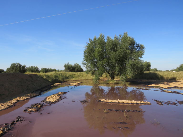 (Français) L’olivier : de richesse naturelle aux violations environnementales