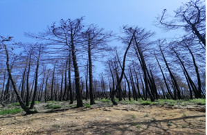 Photo de la forêt incendiée prise le 24 juin 2022