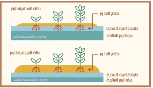  https://shorturl.at/5LDc7 صورة توضيحية لعملية ري نباتات القطعاية بفضل حركة المد والجزر